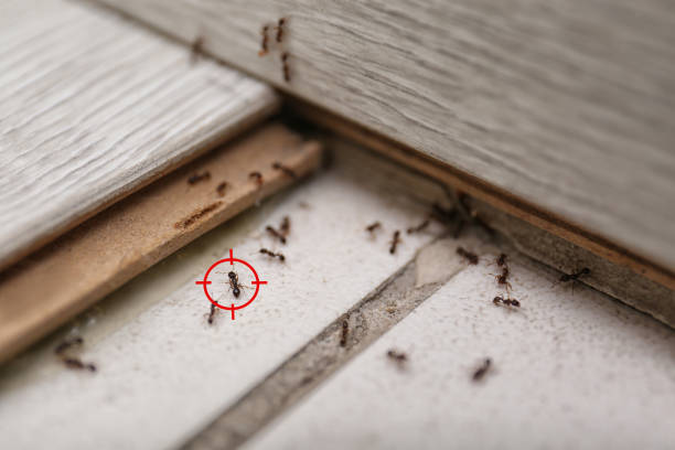 Reliable Avenel, NJ Pest Control Solutions